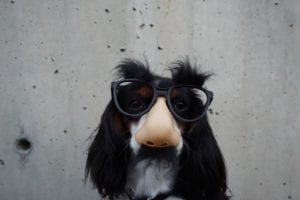 Charlotte web designer